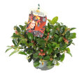 Gaultheria Bjergte 12 cm